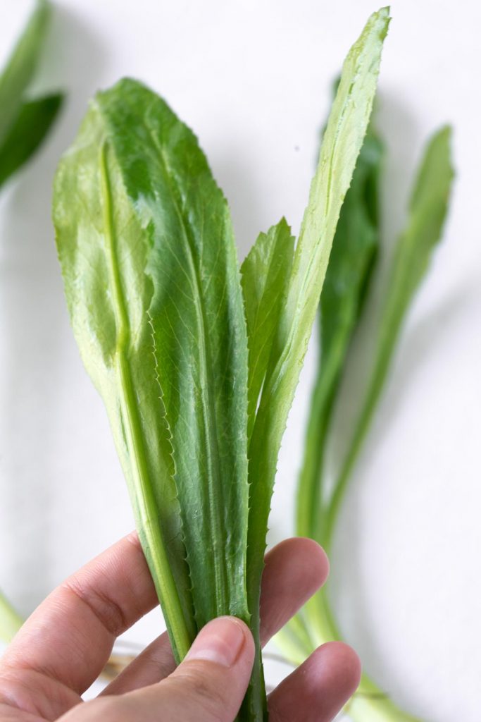 culantro leaves in hand