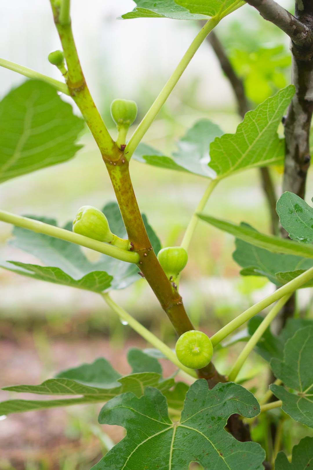 green unripe figs on a fig tree